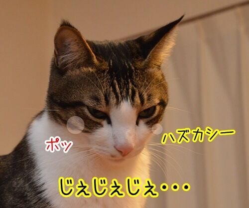 流行語大賞2013　猫の写真で４コマ漫画　２コマ目ッ
