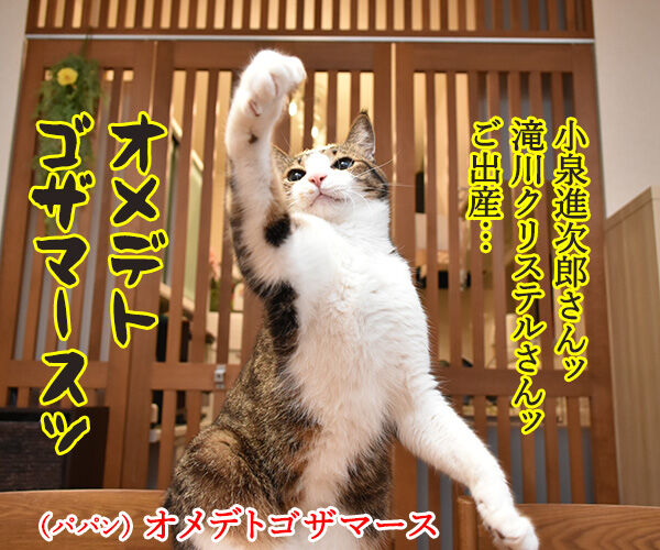 小泉進次郎さん 滝川クリステルさん ご出産オメデトゴザマース　猫の写真で４コマ漫画　１コマ目ッ