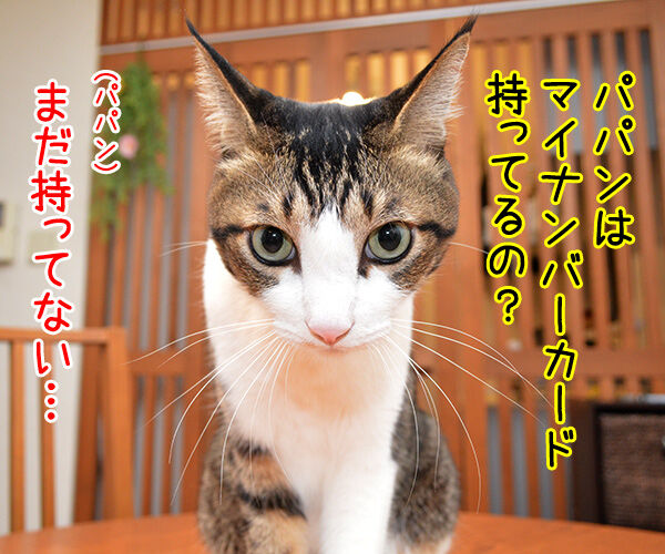 マイナンバーカード 持ってる? 猫の写真で4コマ漫画 1コマ目ッ