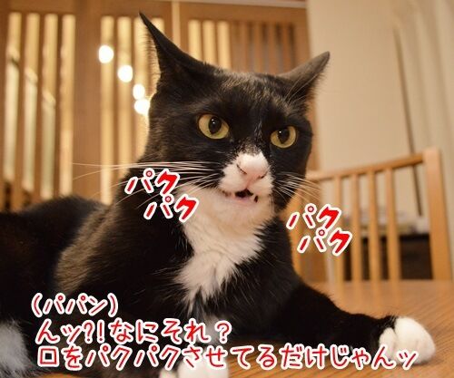 モノマネ当てクイズ 猫の写真で4コマ漫画 2コマ目ッ