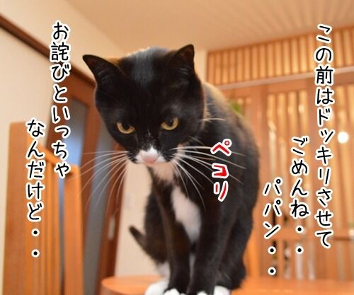 お詫びにかえて 猫の写真で4コマ漫画 1コマ目ッ