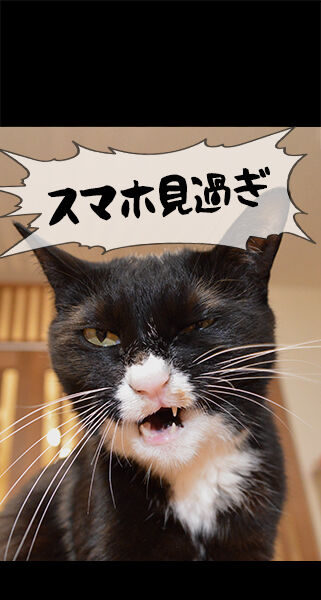 猫に叱られたい人のためのロック画面なのッ 猫の写真で4コマ漫画 ロック画面1