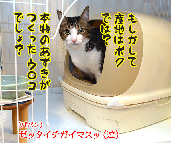 あずきを使ったスクラブがあるんですってッ　猫の写真で４コマ漫画　４コマ目ッ