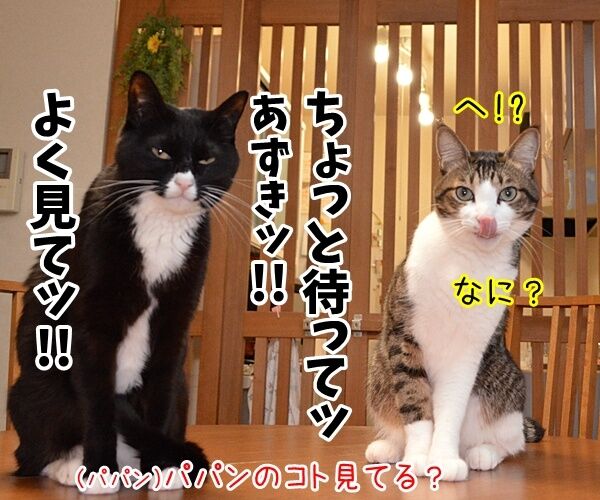 辞職ッ それッ 辞職ッ 猫の写真で4コマ漫画 3コマ目ッ
