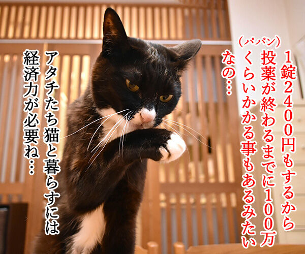 FIPにはMUTIANって薬がいいみたいなのッ　猫の写真で４コマ漫画　２コマ目ッ