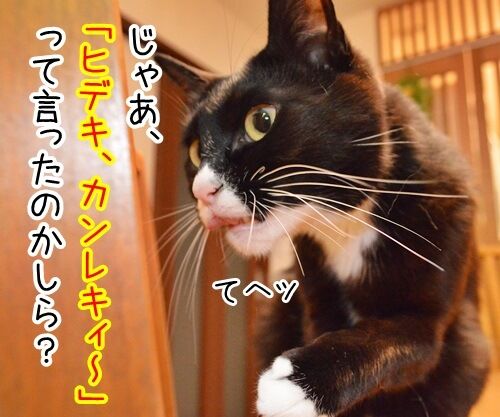 ちょっと奥さん、聞いたぁ? 猫の写真で4コマ漫画 3コマ目ッ
