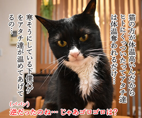 寒くなると猫さんがくっついてくるホントの理由は？　猫の写真で４コマ漫画　２コマ目ッ