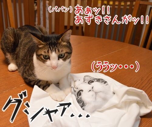 あずきさんがッ　Ｔシャツに！！　猫の写真で４コマ漫画　３コマ目ッ