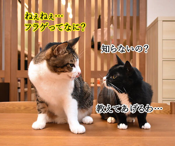 きょうは うちの犬が子ネコ拾いました 第3巻の発売日なのよッ あずきさんとだいずさん Powered By ライブドアブログ きょうは うちの犬が子ネコ拾いました 第3巻の発売日なのよッ あずきさんとだいずさん Powered By ライブドアブログ