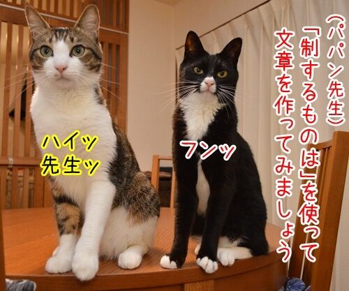 国語の授業 其の一 猫の写真で4コマ漫画 1コマ目ッ
