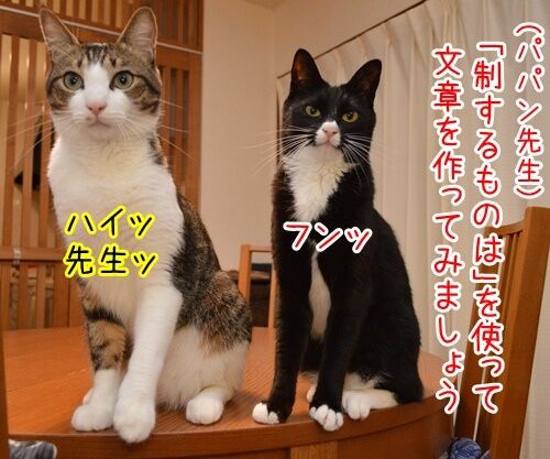 国語の授業　其の一　猫の写真で４コマ漫画　１コマ目ッ