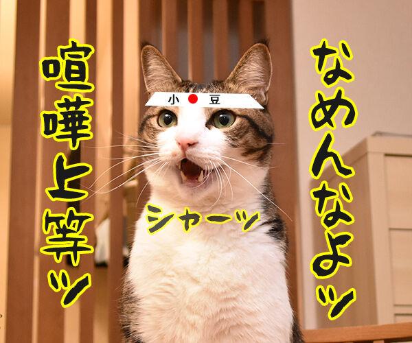 まったくあずきはドジでノロマな… 其の二 猫の写真で4コマ漫画 3コマ目ッ