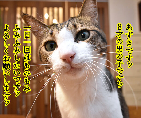 あずきとだいずをよろしくお願いしまーすッ　猫の写真で４コマ漫画　１コマ目ッ