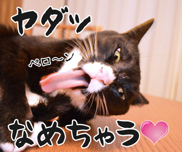 まったくあずきはドジでノロマな… 其の二 猫の写真で4コマ漫画 4コマ目ッ
