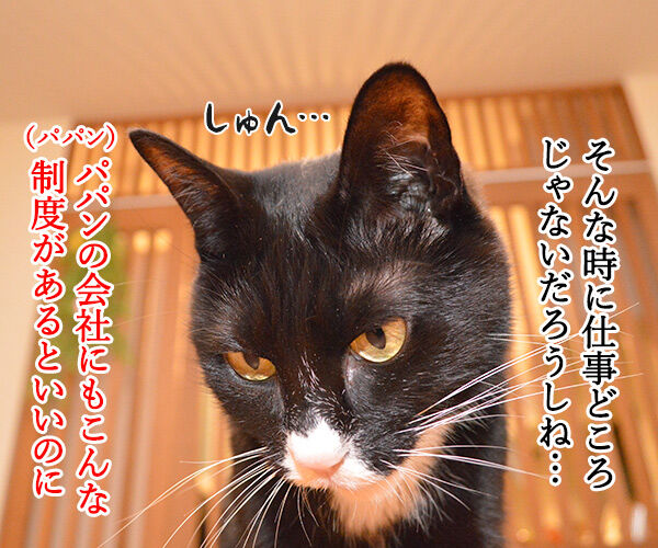ユニ・チャームがペットとのお別れに特別休暇なんですってッ 猫の写真で4コマ漫画 3コマ目ッ