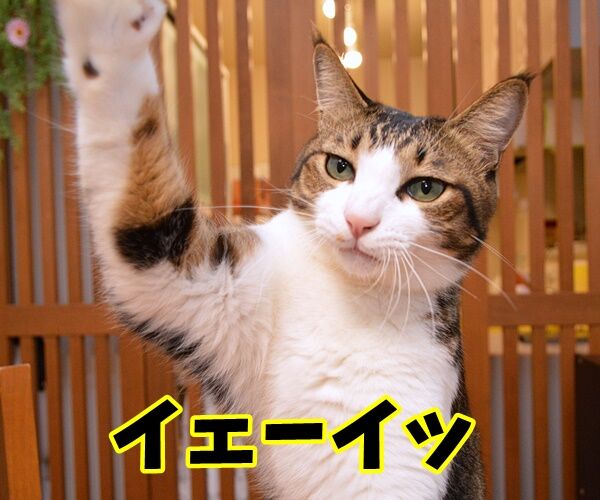 みんなー のってるかーい? 猫の写真で4コマ漫画 2コマ目ッ