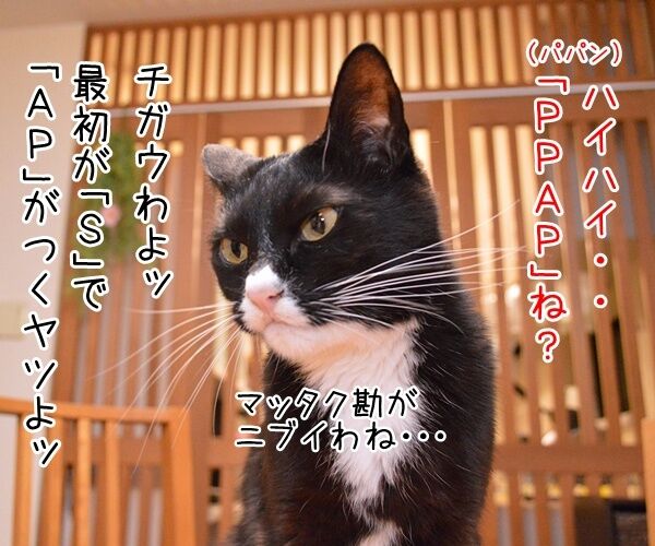 流行語大賞はどれになると思う? 猫の写真で4コマ漫画 3コマ目ッ