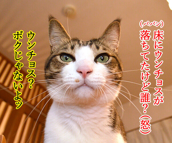 床に干からびたウンチョスが落ちていた 猫の写真で4コマ漫画 1コマ目ッ