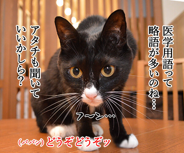 ADHDって何の略なの？　猫の写真で４コマ漫画　３コマ目ッ