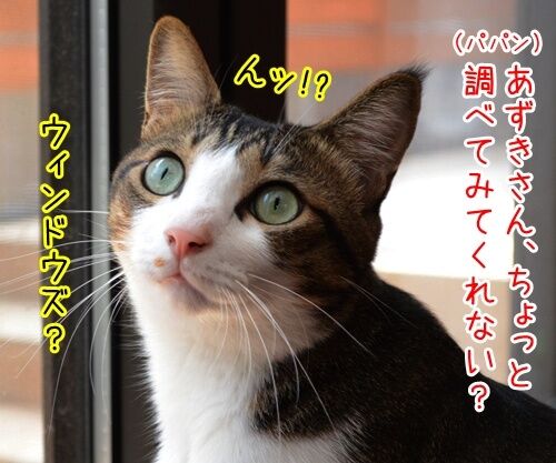 ウインドウズはウインドウズ？　猫の写真で４コマ漫画　２コマ目ッ