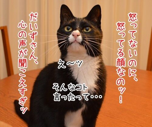 怒ってなどいない!! 其の二 猫の写真で4コマ漫画 2コマ目ッ