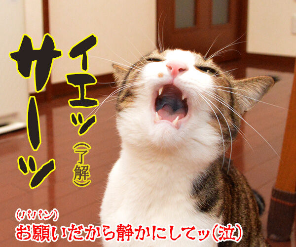 真夜中のエア○○ 猫の写真で4コマ漫画 4コマ目ッ