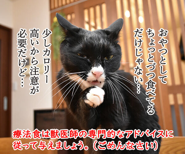 猫さんに多い病気は慢性腎臓病 腎不全 なのよッ あずきさんとだいずさん
