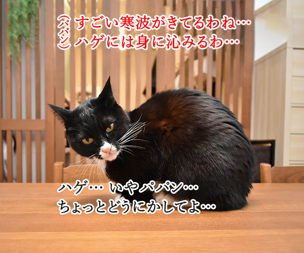 すごい寒波がきてるのよッ　猫の写真で４コマ漫画　１コマ目ッ