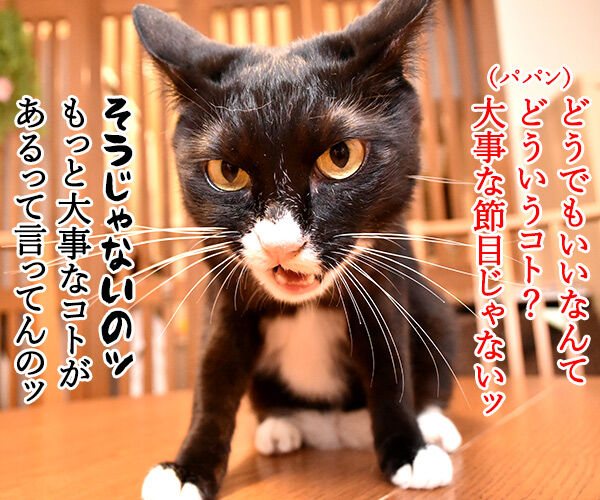 今日から５年目突入デースッ　猫の写真で４コマ漫画　３コマ目ッ