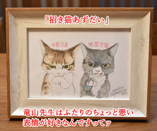 『うちの犬が子ネコ拾いました。』第2巻は6月26日発売なのよッ 猫の写真で4コマ漫画 3コマ目ッ