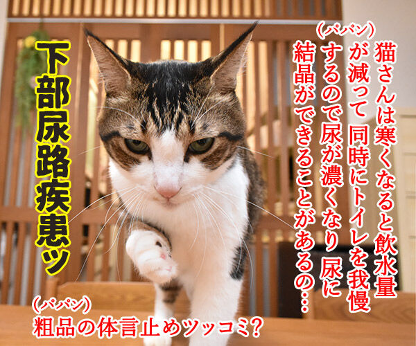 猫さんは寒くてお水飲まないと下部尿路疾患になっちゃうのよッ あずきさんとだいずさん Powered By ライブドアブログ