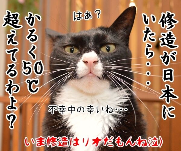 最高気温ランキング、記録更新しちゃうかもッ？　猫の写真で４コマ漫画　４コマ目ッ