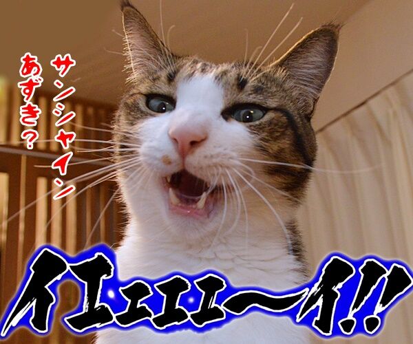 みんなー のってるかーい? 猫の写真で4コマ漫画 4コマ目ッ