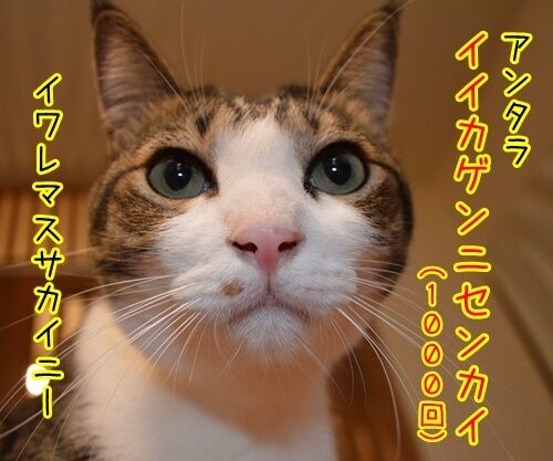 夫婦漫才 ミカとジョージ 其の二 猫の写真で4コマ漫画 3コマ目ッ