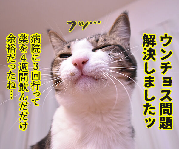 あずきさんのウンチョスのはなし　其の四　猫の写真で４コマ漫画　２コマ目ッ