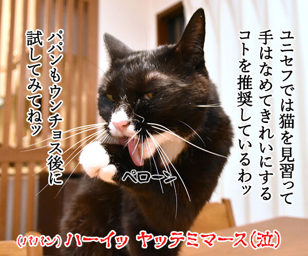 10月15日は『世界手洗いの日』なんですってッ 猫の写真で4コマ漫画 4コマ目ッ