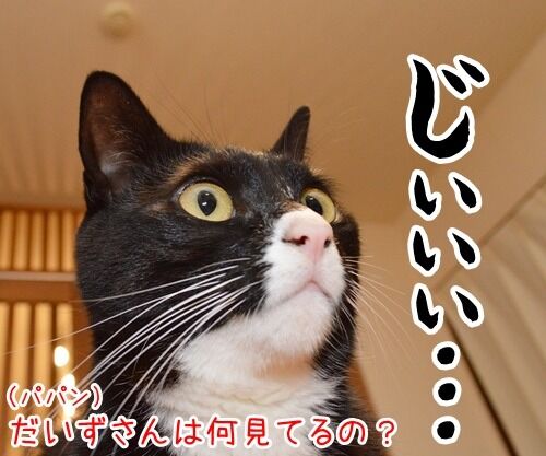 なに見てるの? 猫の写真で4コマ漫画 3コマ目ッ