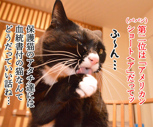 猫の種類 人気ランキング 猫の写真で4コマ漫画 2コマ目ッ