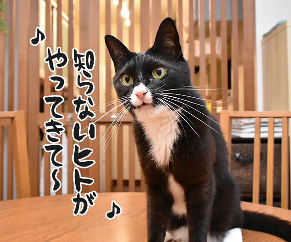 くちぶえふいてあきちへいったら　猫の写真で４コマ漫画　３コマ目ッ