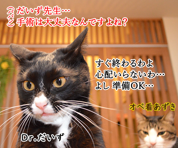 Dr.だいず　猫の写真で４コマ漫画　１コマ目ッ