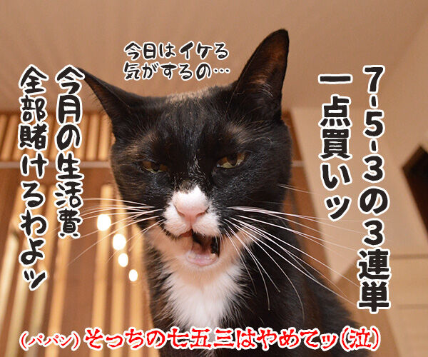 きょうは七五三なんですってッ 猫の写真で4コマ漫画 4コマ目ッ