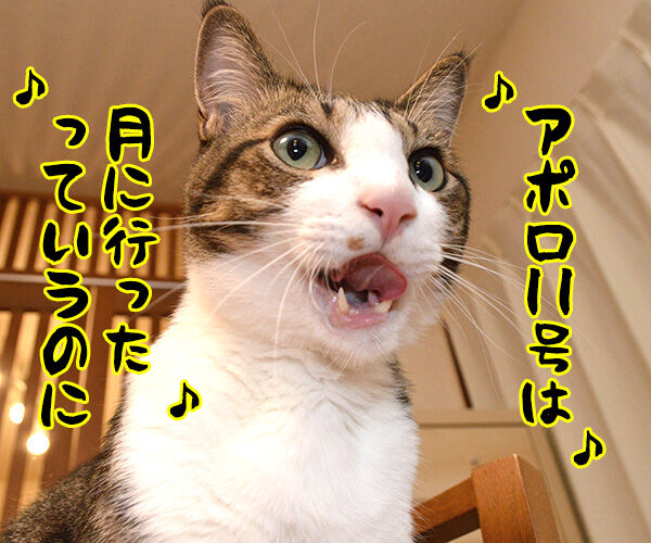 月面着陸の日だから「アポロ」を唄うのよッ 猫の写真で4コマ漫画 2コマ目ッ