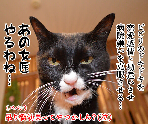 次はいつ病院行けばいいの? 猫の写真で4コマ漫画 4コマ目ッ