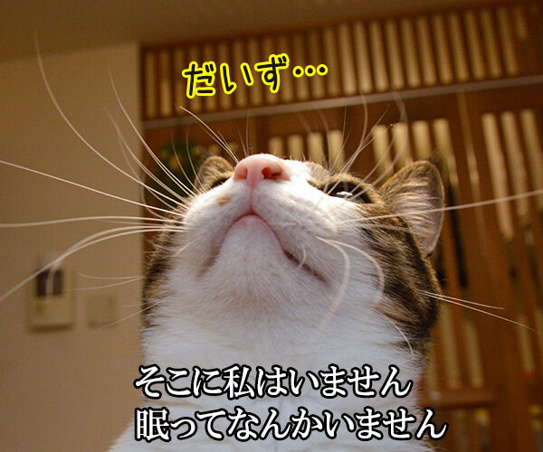 千の風になって 猫の写真で4コマ漫画 2コマ目ッ