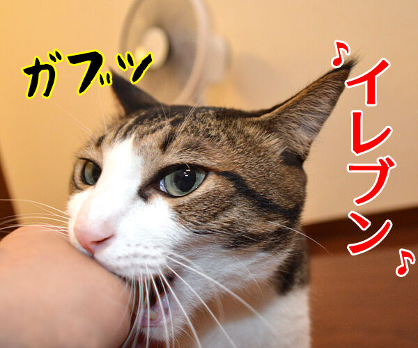 7月11日はセブン-イレブンの日なんですってッ　猫の写真で４コマ漫画　２コマ目ッ