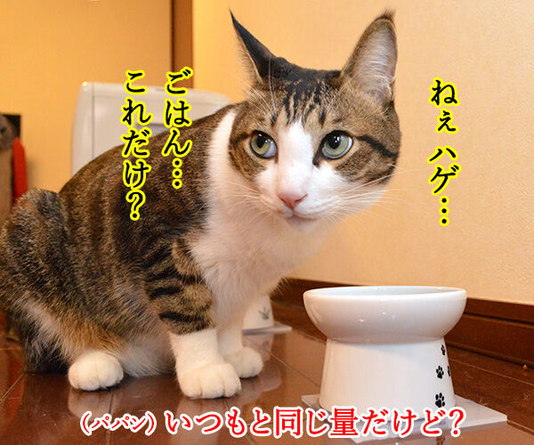 あずきさん ごはんだよぉー 猫の写真で4コマ漫画 2コマ目ッ