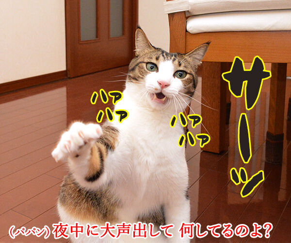 真夜中のエア○○ 猫の写真で4コマ漫画 2コマ目ッ