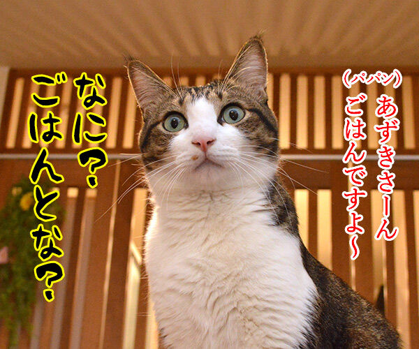 あずきさん ごはんだよぉー 猫の写真で4コマ漫画 1コマ目ッ