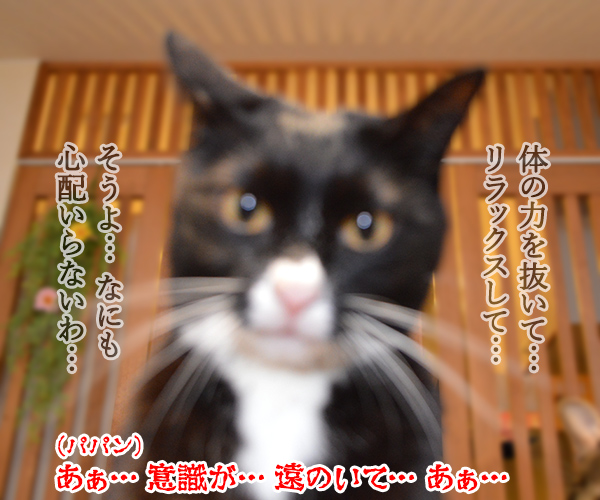 Dr.だいず　猫の写真で４コマ漫画　３コマ目ッ