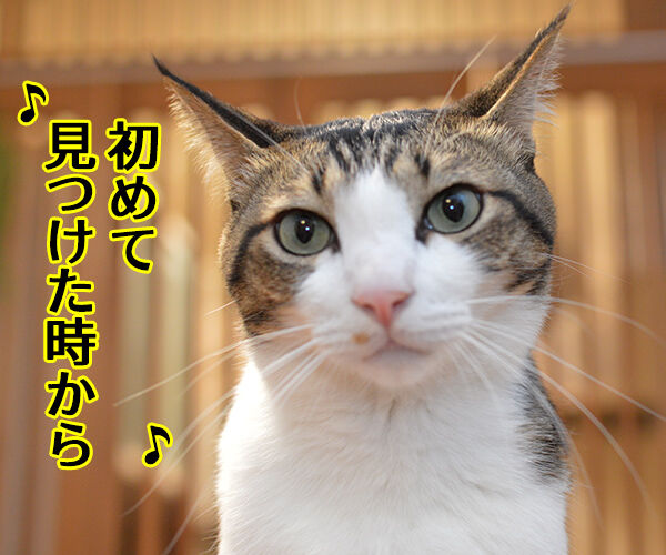 君だけを見ていた 猫の写真で4コマ漫画 3コマ目ッ
